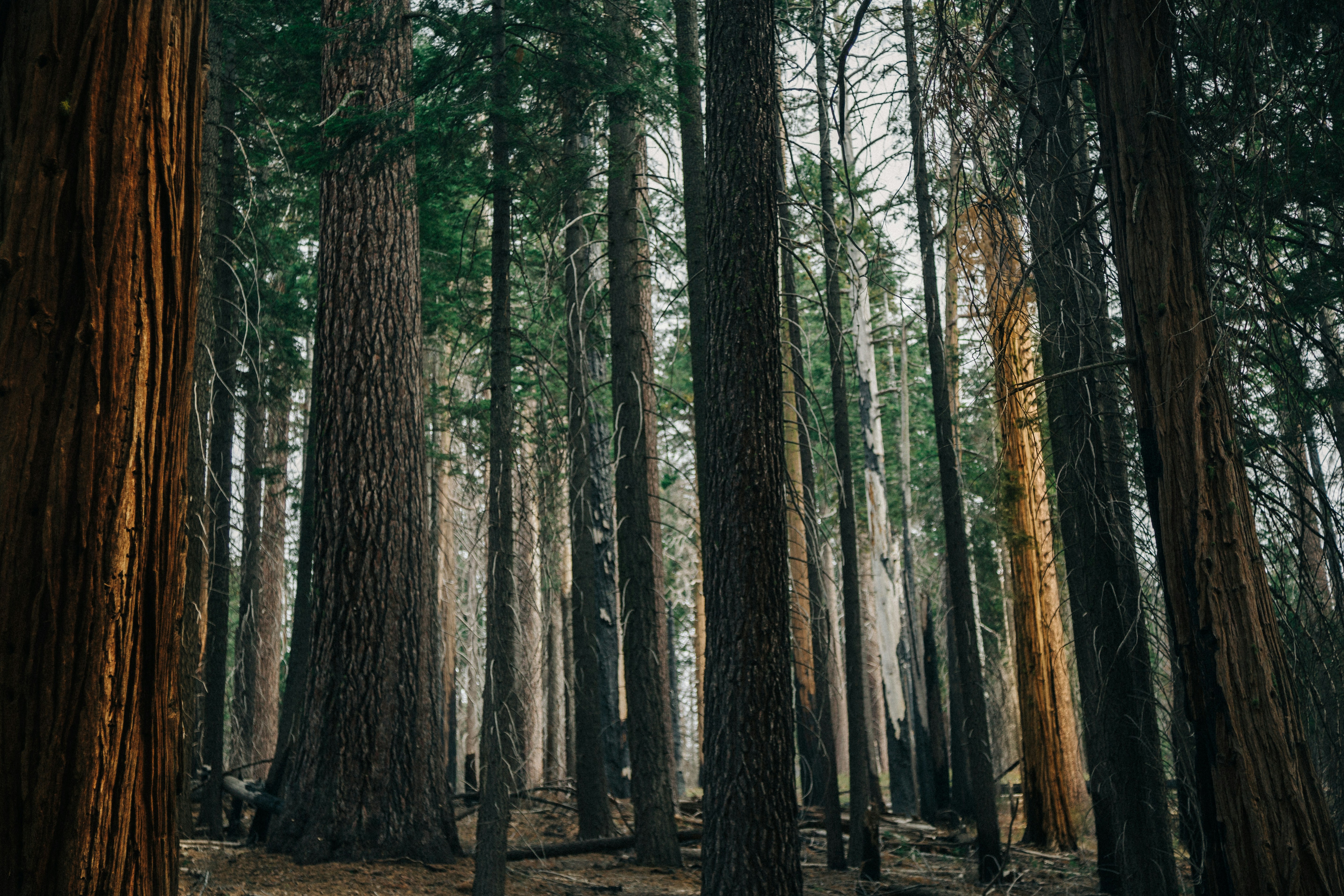 Forestry scene - forest to mill yard