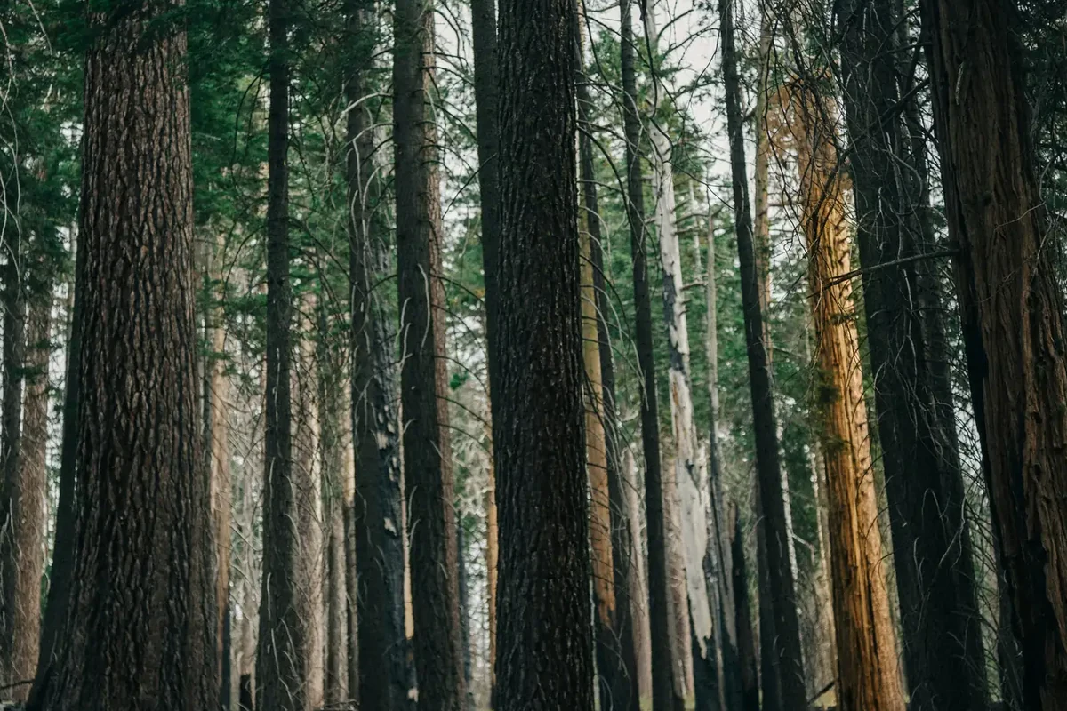 Standing conifers in a managed stand, the timber a cruise is measuring