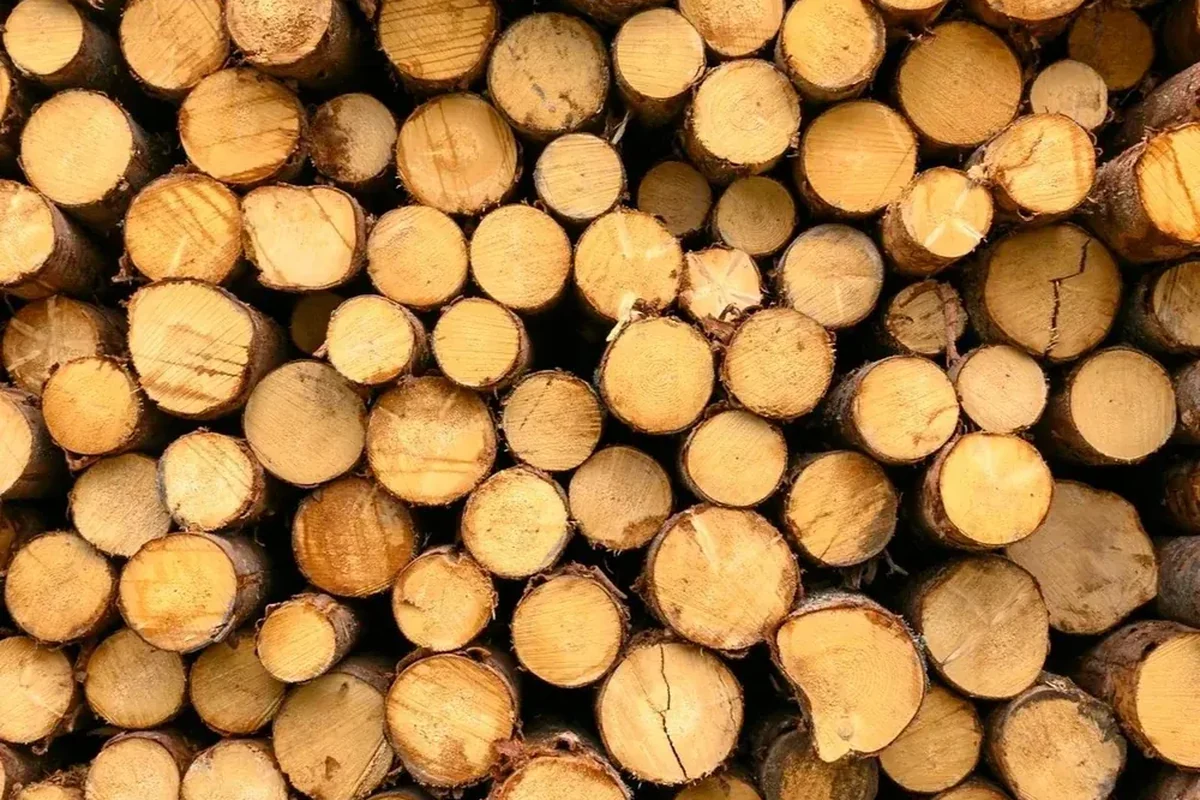 Freshly cut log ends stacked at a roadside deck after extraction