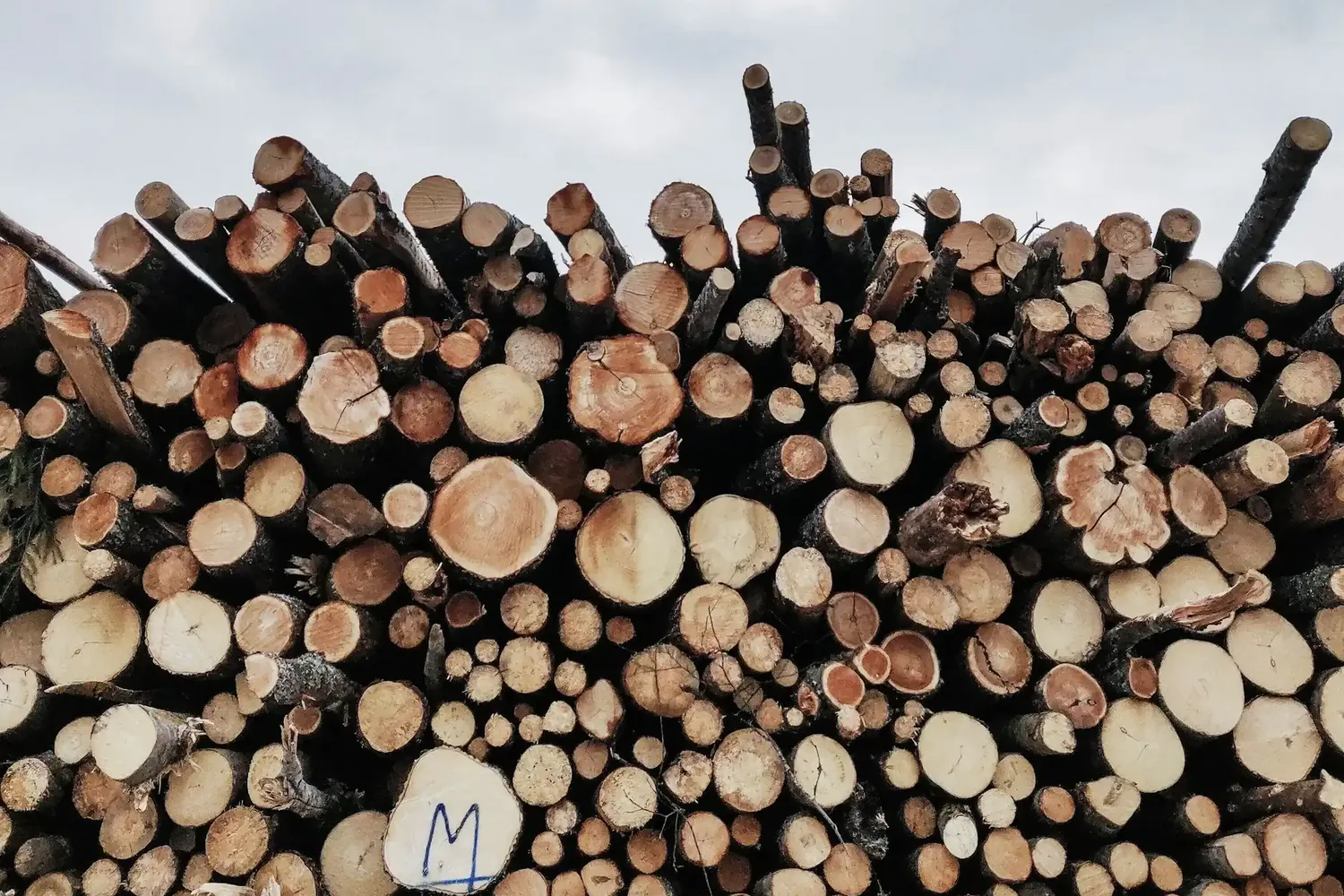 A roadside deck of cut logs, the volume a scaler measures and an invoice is raised against